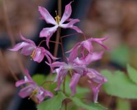 starry mid pink flowers